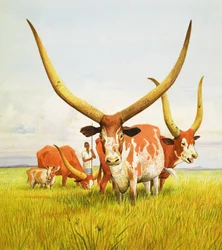 Os chifres mais compridos! ... Pertencem ao gado de chifres longos Bahima do Uganda