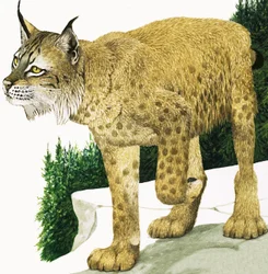 O lince