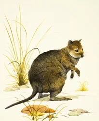 O Quokka da Austrália, um tipo de canguru