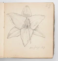 Página do Sketchbook: Lírio Amarelo