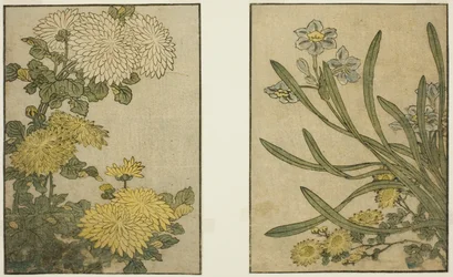 Crisântemo e Narciso, do livro ilustrado "Livro ilustrado: Flores das quatro estações (Ehon shiki no hana)", vol. 2