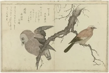 Jay e coruja