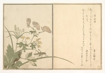 Esperança (Umaoi-mushi); centopeia (Mukade), do Livro ilustrado de criaturas rastejantes (Ehon mushi erami)