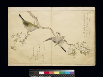 P.332-1946 Vol.1 f.2 Teta em um ramo à direita e um toutinegra em um galho à esquerda, de um álbum &39;Birds comparison in Humorous Songs&39;, 1791 (impressão em xilogravura a cores)