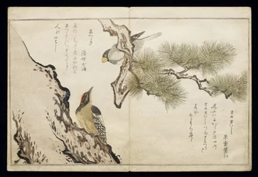 P.332-1946 Vol.1 f.3 Hawfinch e um pica-pau, do álbum &39;Birds comparison in Humorous Songs&39;, 1791 (impressão em xilogravura a cores)