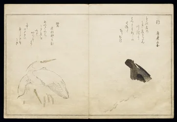 P.332-1946 Vol.1 f.4 Cormorão à direita e duas garças nevadas à esquerda, de um álbum &39;Aves comparadas em Canções Cómicas&39;, 1791 (impressão em xilogravura a cores)