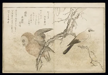 P.332-1946 Vol.1 f.7 Jay à direita e uma coruja à esquerda, do álbum &39;Birds comparison in Humorous Songs&39;, 1791 (impressão em xilogravura a cores)