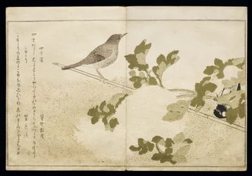 P.332-1946 Vol.2 f.2 Manchurian Great Tit e um Robin, do álbum &39;Birds comparison in Humorous Songs&39;, 1791 (impressão em xilogravura a cores)