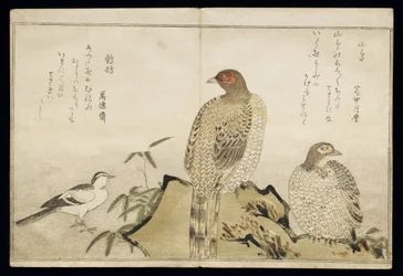 P.332-1946 Vol.2 f.3 Dois Faisões de Cobre e uma Alvéola, do álbum &39;Aves comparados em Canções Cómicas&39;, 1791 (impressão em xilogravura a cores)