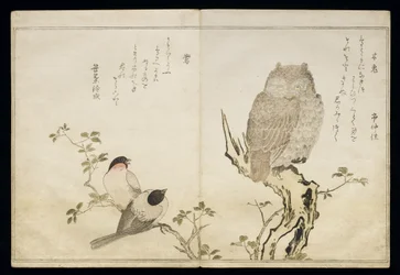 P.332-1946 Vol.2 f.4 Uma coruja e dois Bullfinches orientais, de um álbum &39;Pássaros comparados em canções cômicas&39;, 1791 (impressão xilogravura colorida)