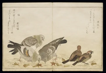 P.332-1946 Vol.2 f.5 Três pombos e dois tentilhões, de um álbum &39;Pássaros comparados em canções humorísticas&39;, 1791 (impressão em xilogravura a cores)