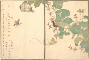 Hachi Vespa de Papel, Lagarta Cabeluda Kemushi..., 1788.