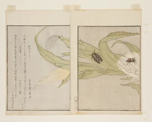Aranha (Kumo) e Cicada Noturna (Higurashi) (impressão em bloco de madeira a cores)