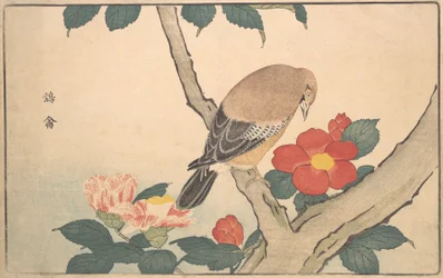 Camélias com um Pássaro, 1789.