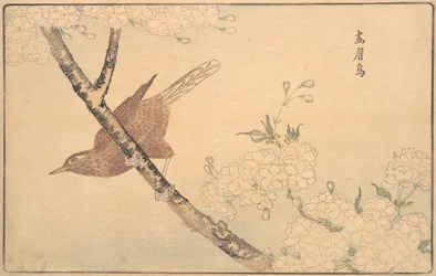 The Gray Thrush, 1789.