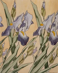 Íris, 1898