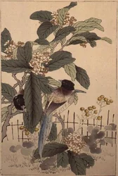 Aves de cauda azul entre flores, de Bunrei Kacho Gafu, publicado em 1885