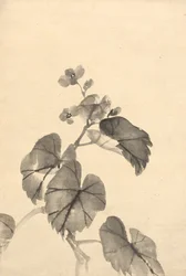 Ramo da begônia em flor.