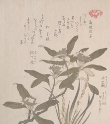 Daphne odora e Mojisuri-so, século XIX.