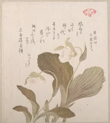 Flores de Hotei