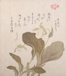 Hotei Flowers, século XIX.