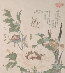 Peonies e Iris, século XIX.