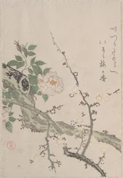 Rosas e flores de ameixeira