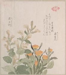 A calêndula-comum e as flores Rajoman