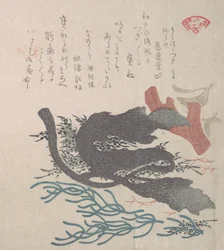 Várias algas marinhas, século XIX.