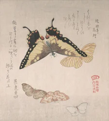 Várias mariposas e borboletas, século XIX.