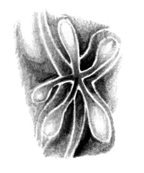 Formas Orgânicas Abstratas