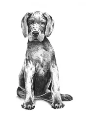 Cachorrinho adorável de grande danês