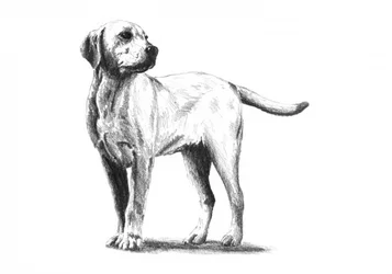 Esboço de um cão atento