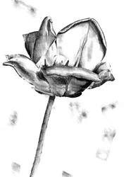 Desenho de tulipa a preto e branco