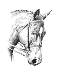 Retrato de um cavalo com tranças