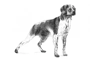 Cão de caça clássico