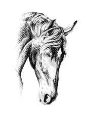 Desenho elegante de um cavalo
