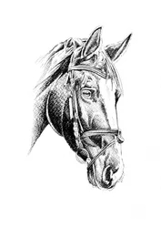 Retrato elegante de um cavalo