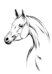 Esboço elegante de um cavalo