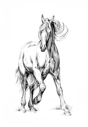 Esboço de um cavalo a galope