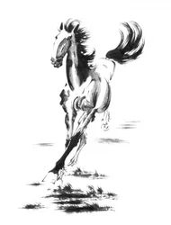 Cavalo selvagem a galope