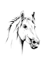 Retrato de um cavalo gracioso