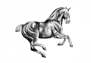 Desenho de um cavalo majestoso