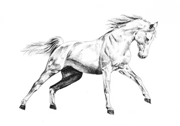 Galope majestoso do cavalo