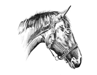 Desenho de uma majestosa cabeça de cavalo