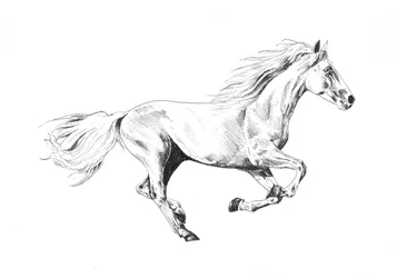 Cavalo de corrida majestoso