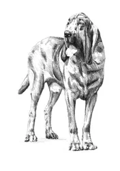 Esboço do Noble Bloodhound