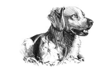 Retrato de um cão nobre