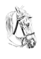 Esboço de uma cabeça de cavalo nobre
