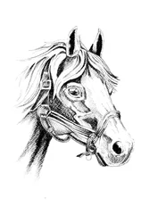 Retrato de um cavalo nobre
